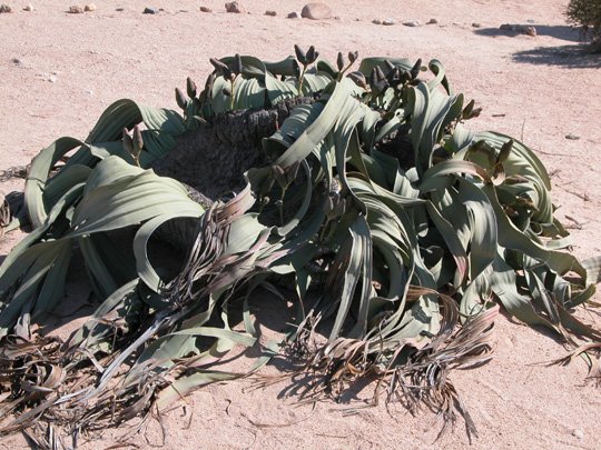 Namibia 2004