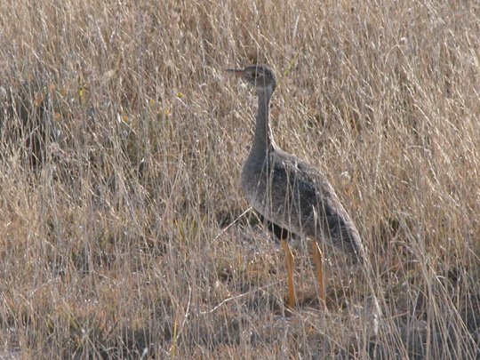 Namibia 2004