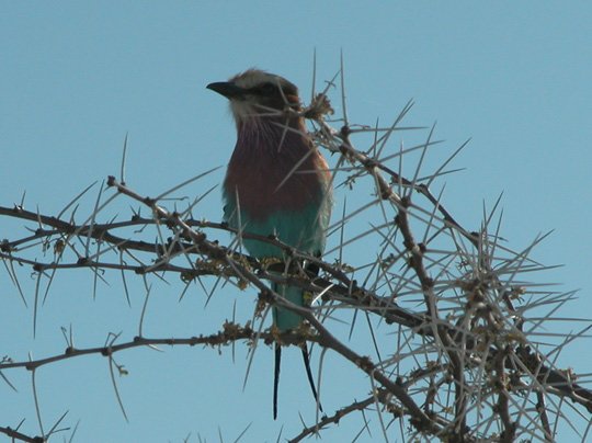 Namibia 2004