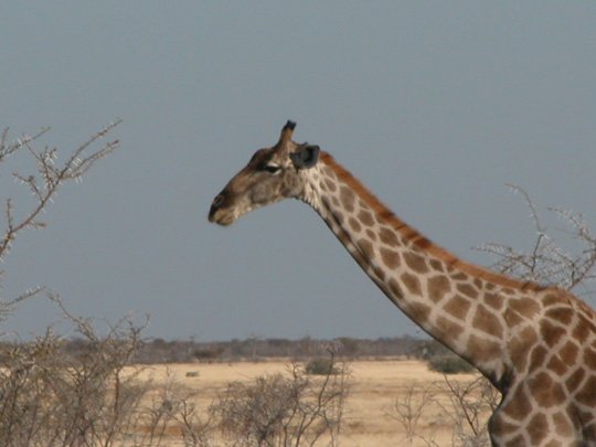 Namibia 2004