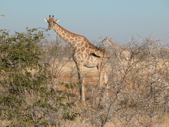 Namibia 2004