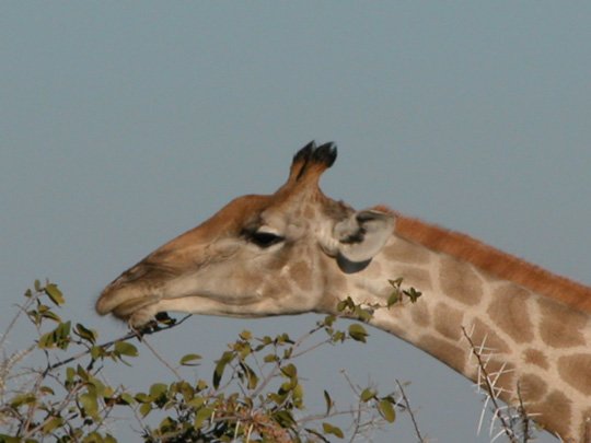 Namibia 2004