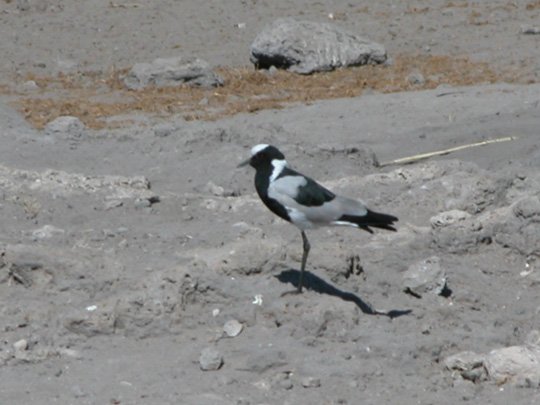 Namibia 2004