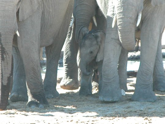 Namibia 2004