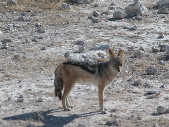 Namibia 2004