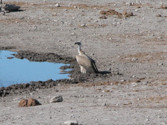 Namibia 2004