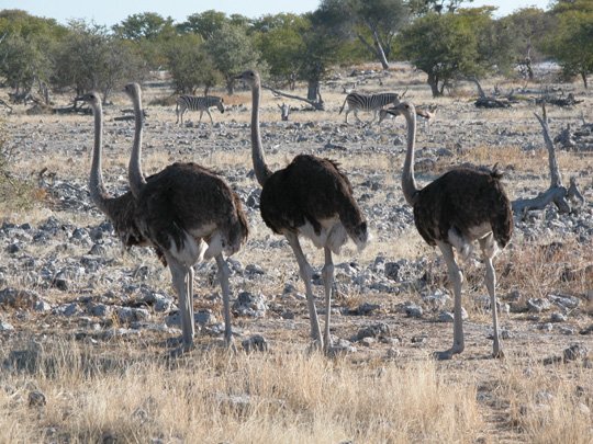 Namibia 2004