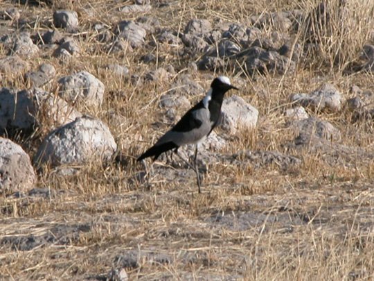 Namibia 2004